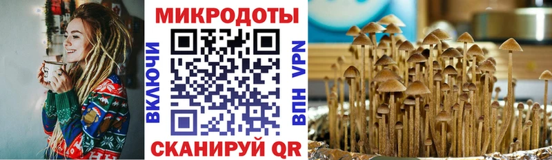 как найти   MEGA зеркало  Псилоцибиновые грибы Psilocybine cubensis  Чита 